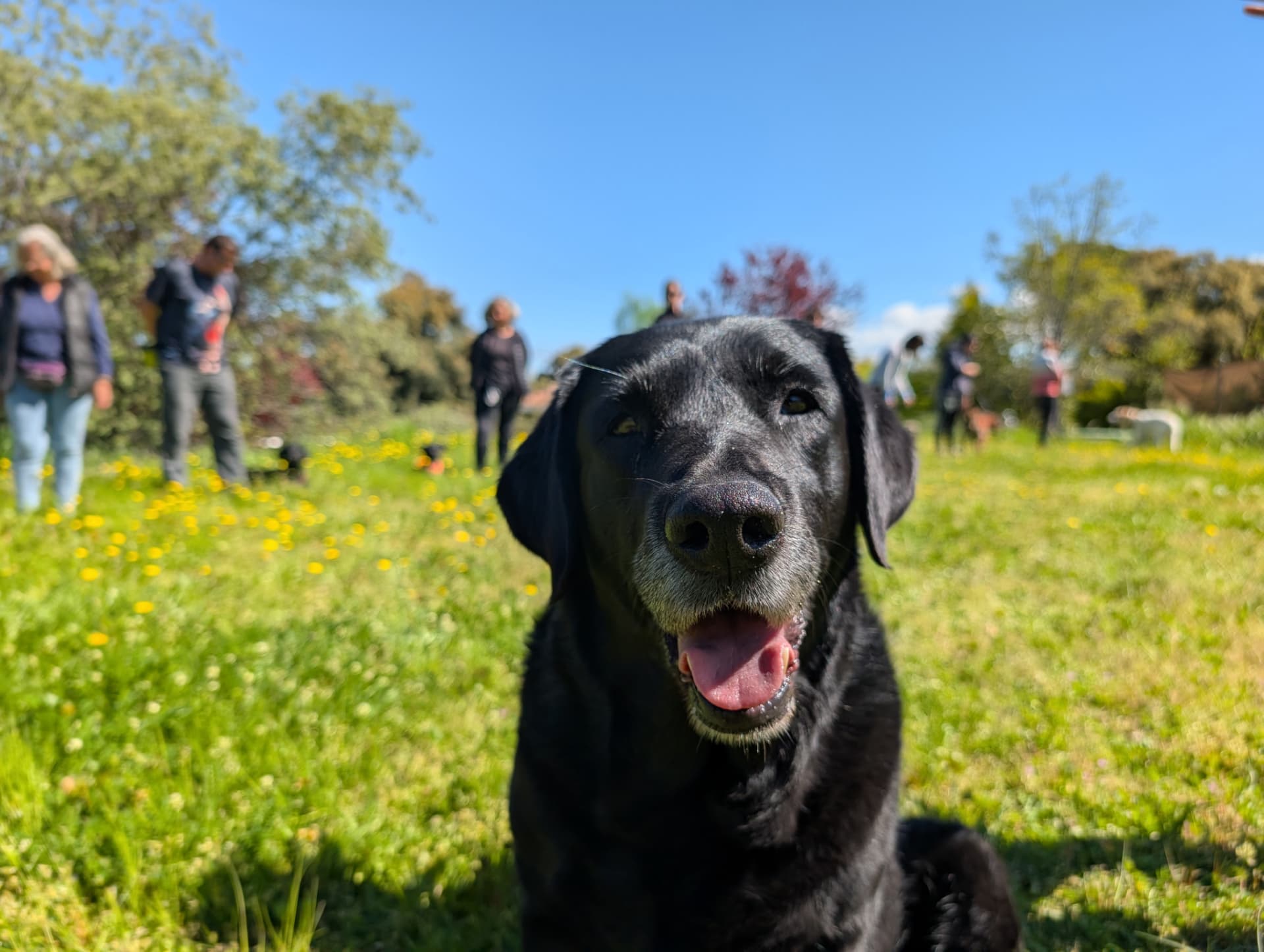 Dog Adventure — experiencia Still Alive